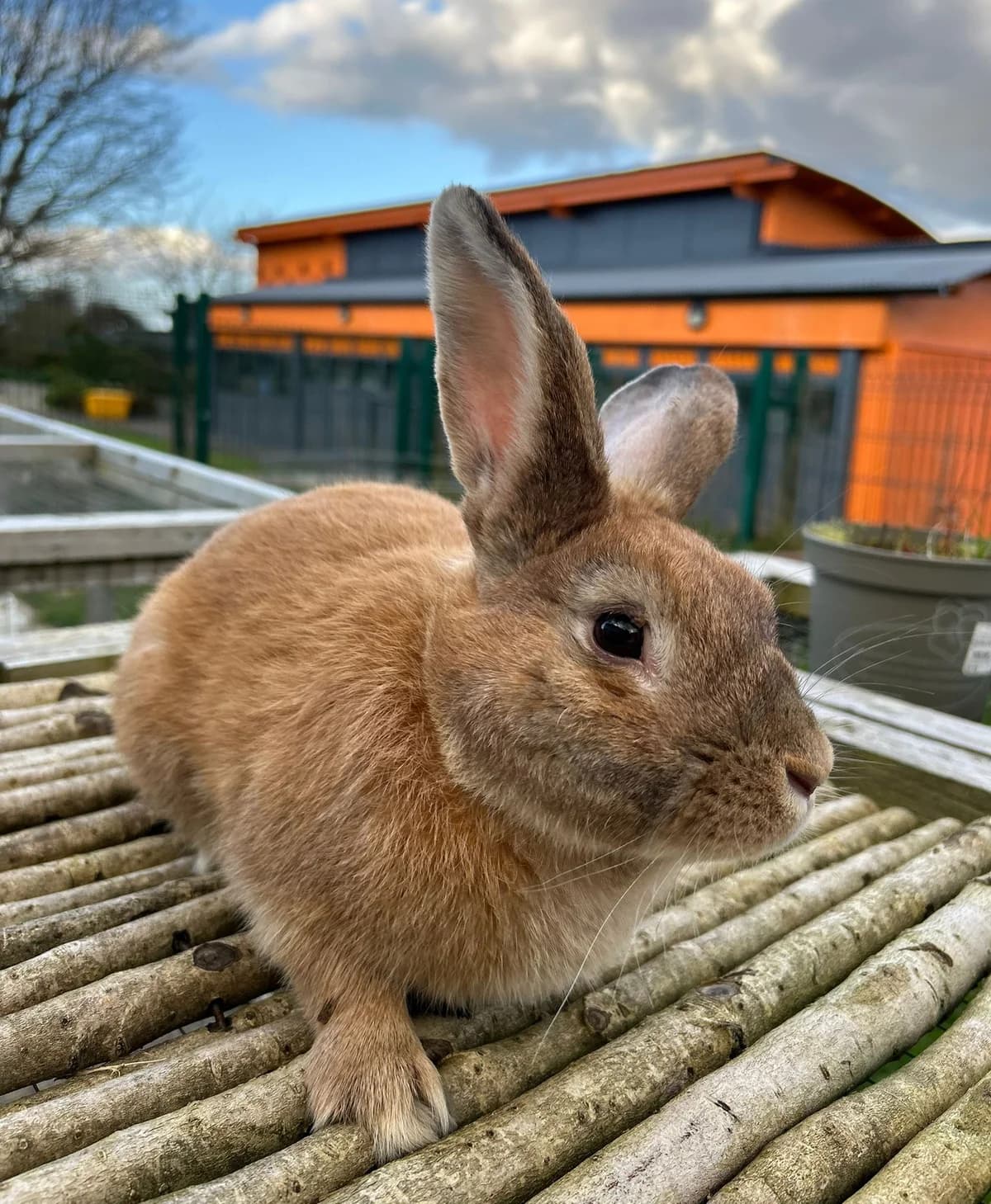 Patrick (Reserved),  mixed breed for adoption at DSPCA, Dublin