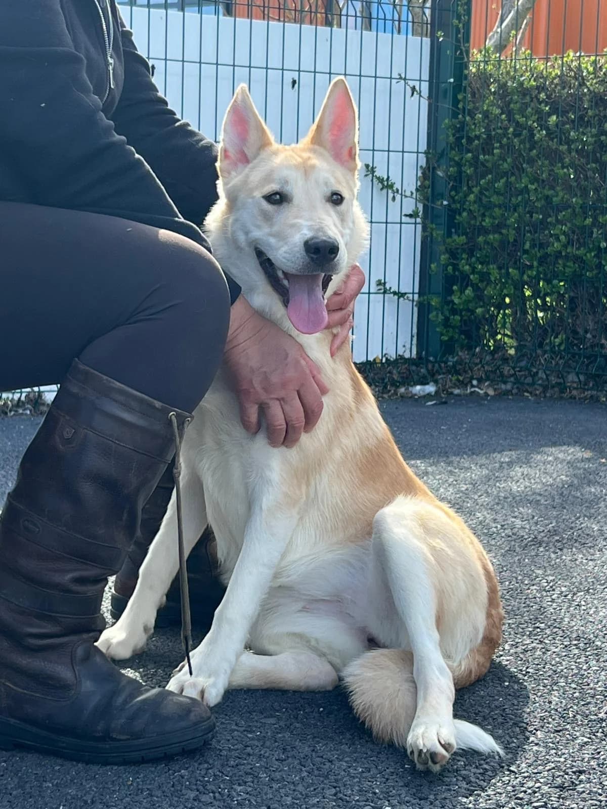 Snowy, female Husky for adoption at DSPCA, Dublin
