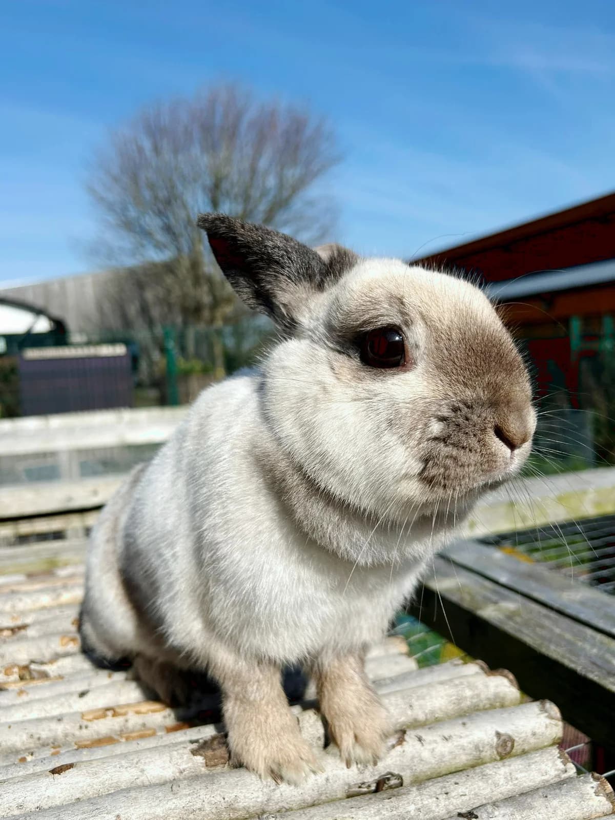 Sprinkles,  Mixed Breed for adoption at DSPCA, Dublin