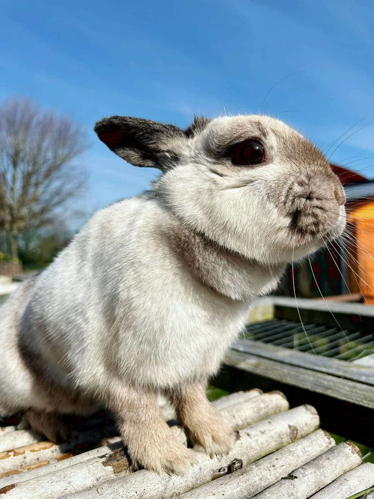 Sprinkles,  Mixed Breed for adoption at DSPCA, Dublin — photo 2 of 11