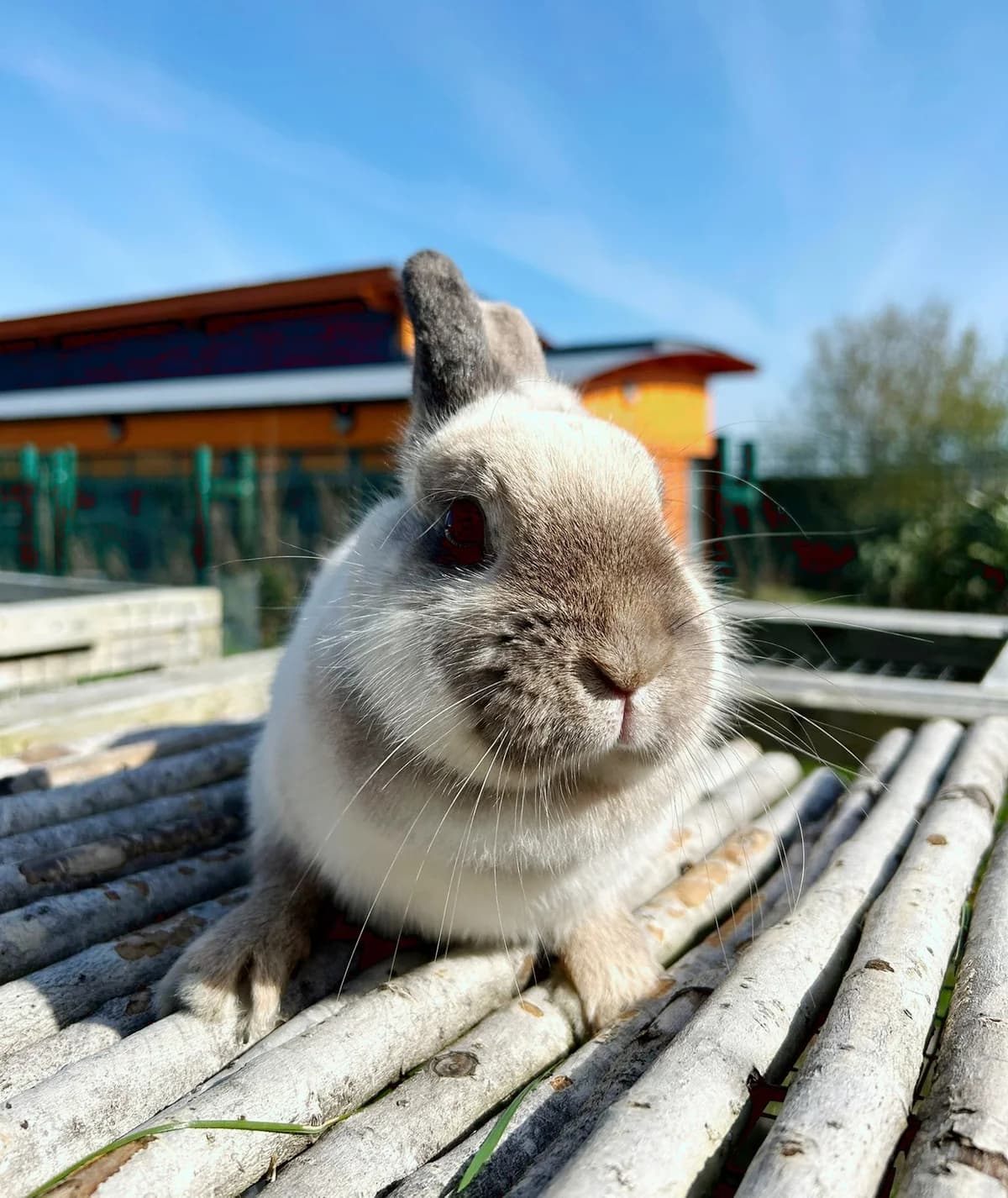 Sprinkles,  Mixed Breed for adoption at DSPCA, Dublin — photo 3 of 11
