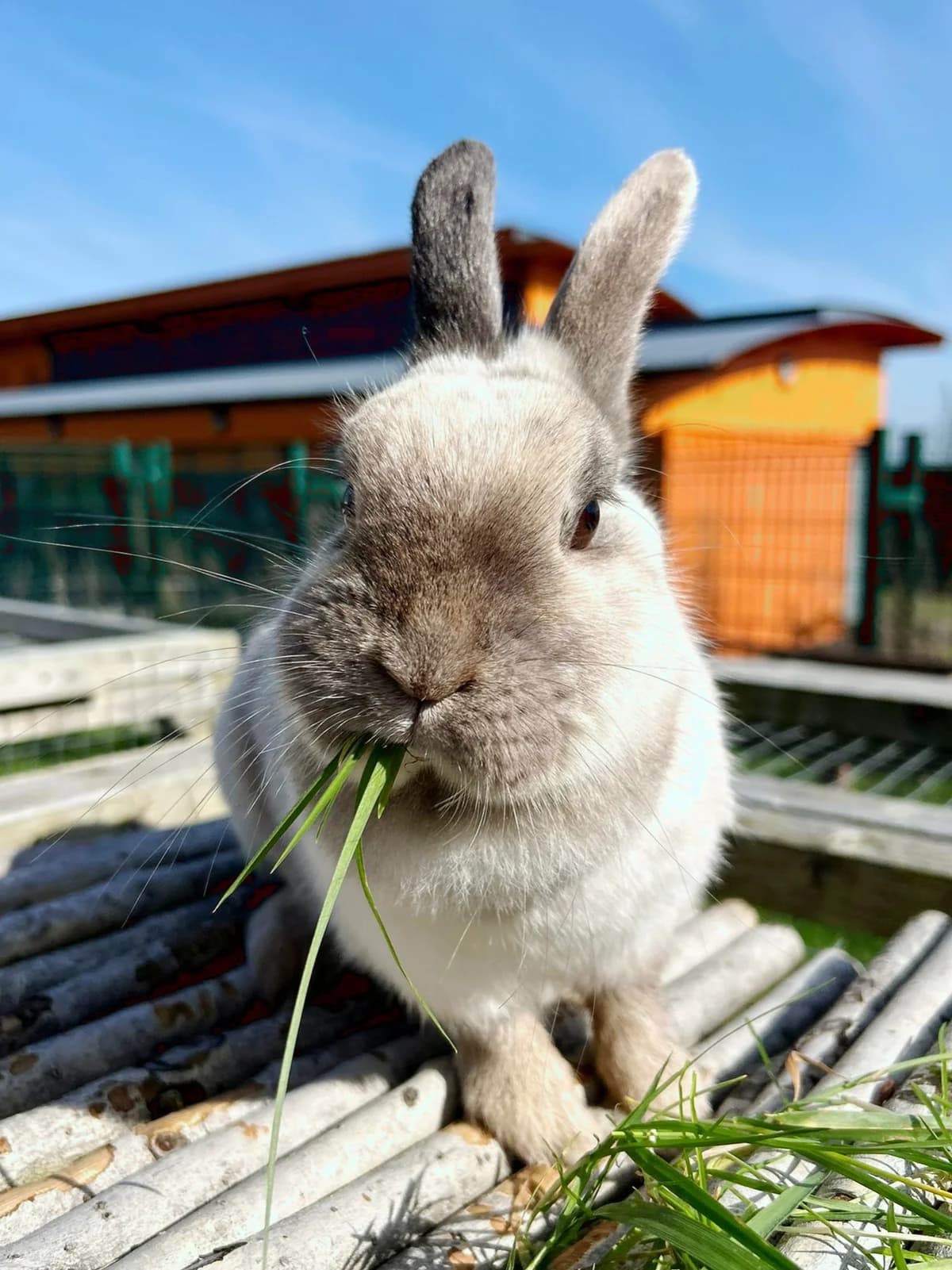 Sprinkles,  Mixed Breed for adoption at DSPCA, Dublin — photo 4 of 11