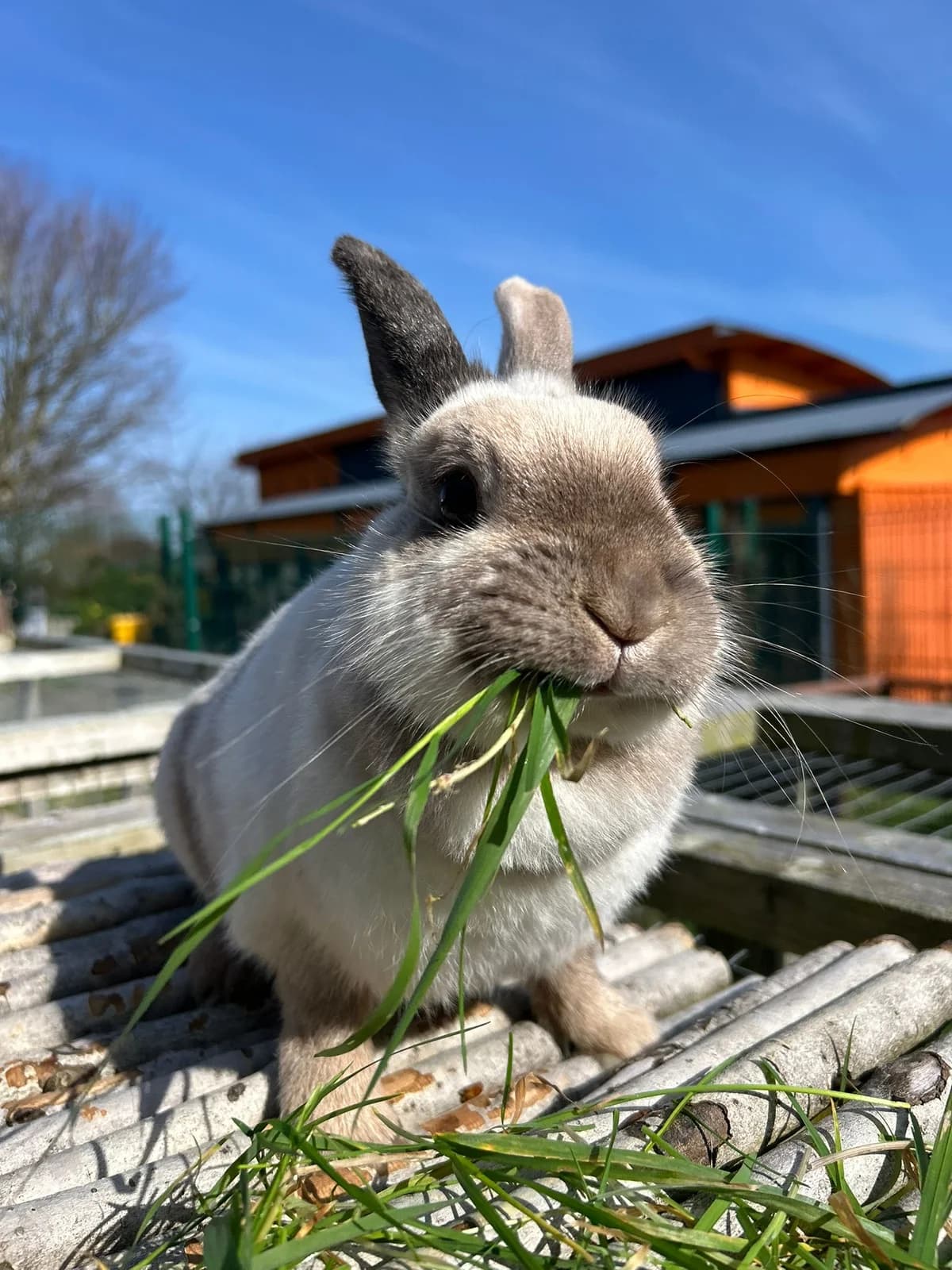 Sprinkles,  Mixed Breed for adoption at DSPCA, Dublin — photo 5 of 11