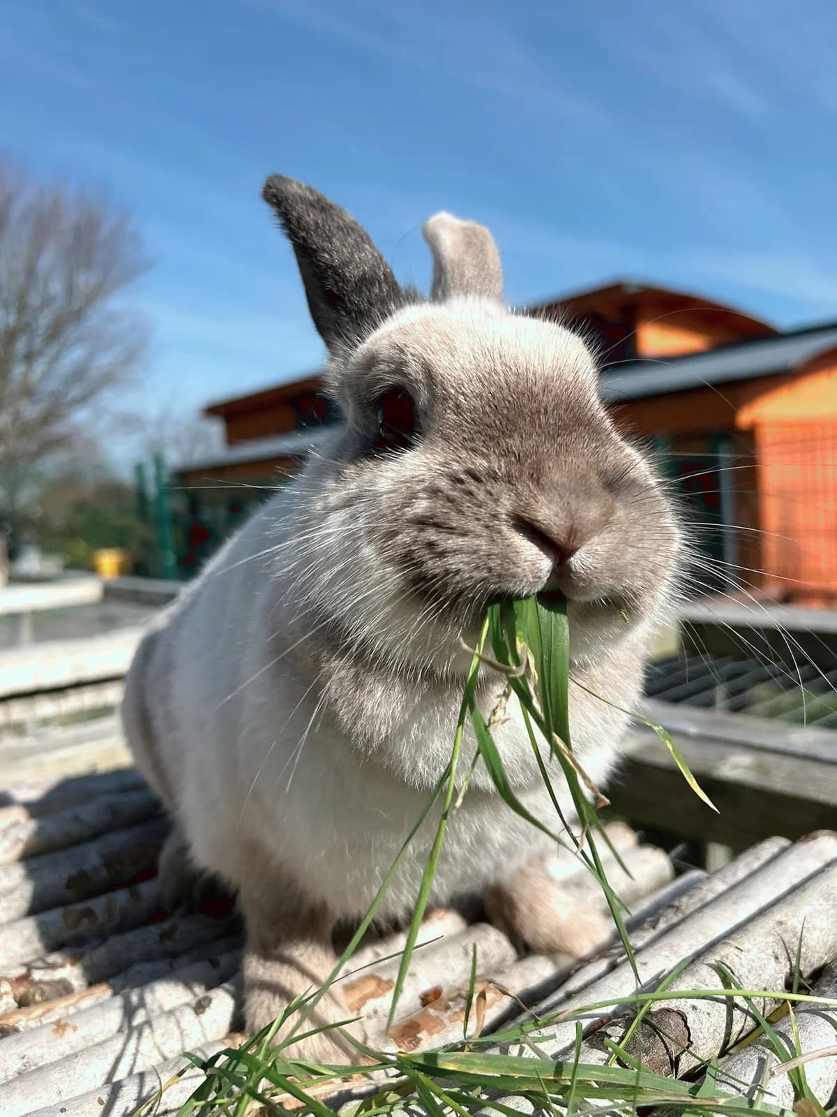 Sprinkles,  Mixed Breed for adoption at DSPCA, Dublin — photo 6 of 11