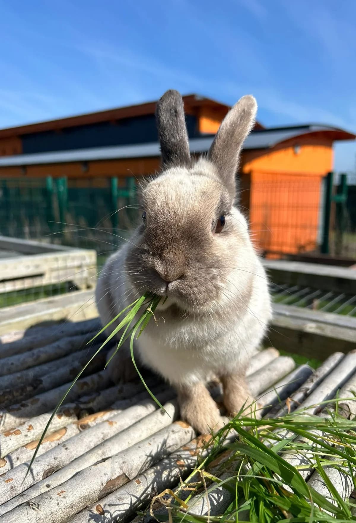 Sprinkles,  Mixed Breed for adoption at DSPCA, Dublin — photo 7 of 11