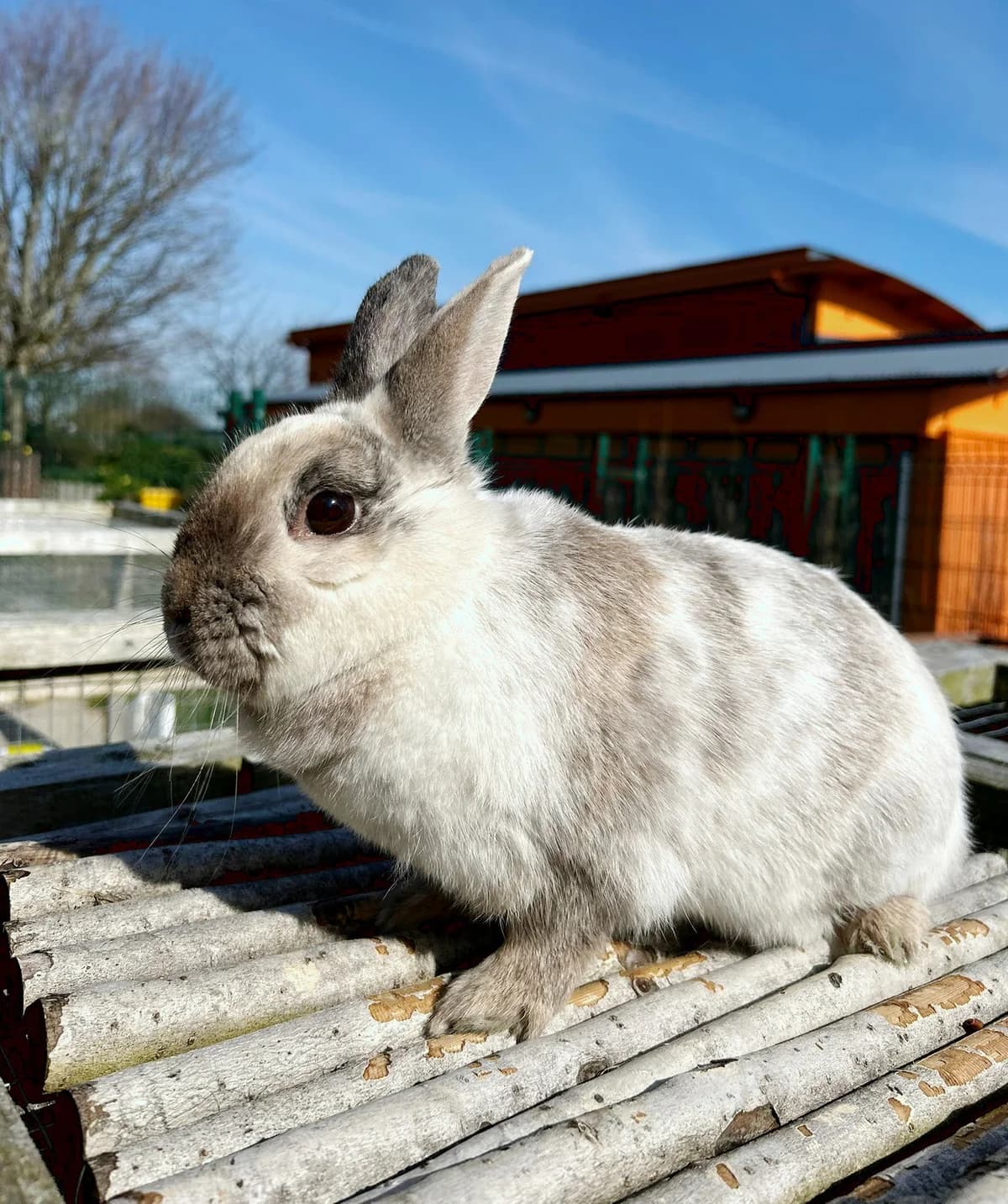 Sprinkles,  Mixed Breed for adoption at DSPCA, Dublin — photo 8 of 11