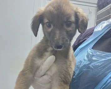 The Gemstones, female Lurcher for adoption at DSPCA, Dublin