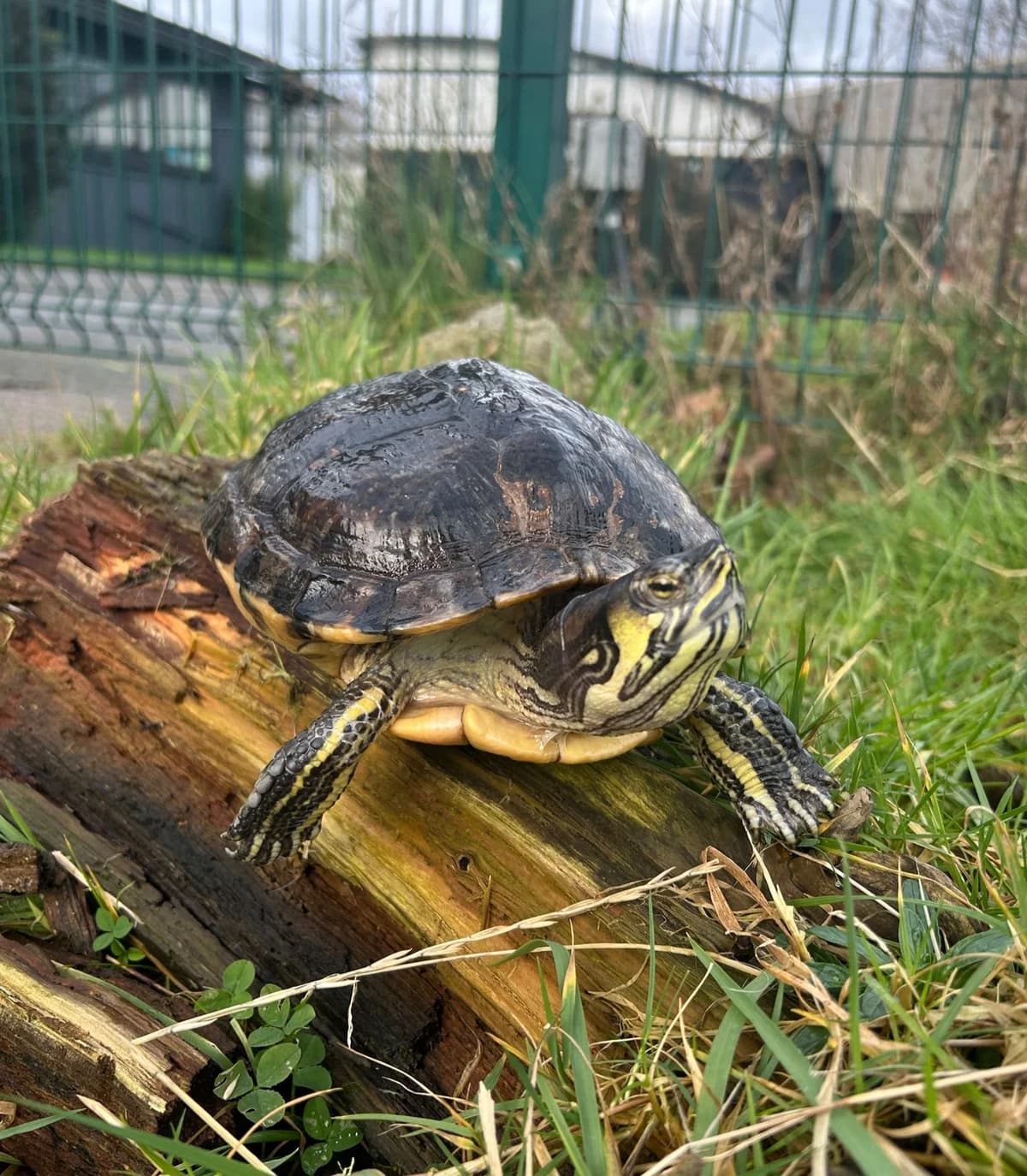 Tiki,  mixed breed for adoption at DSPCA, Dublin