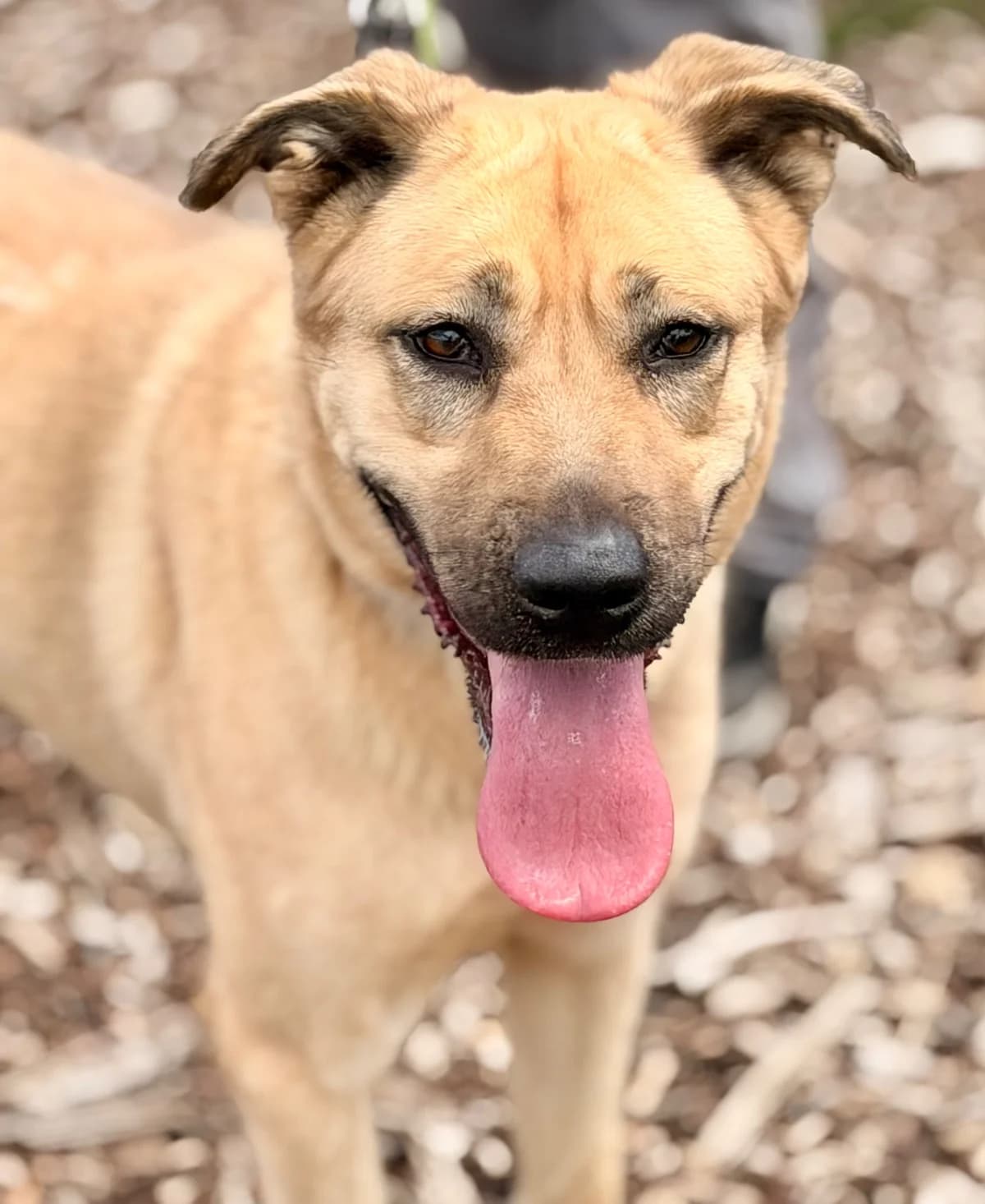 Nala, Beige female young German Shepherd for adoption at Dublin Dog Hub