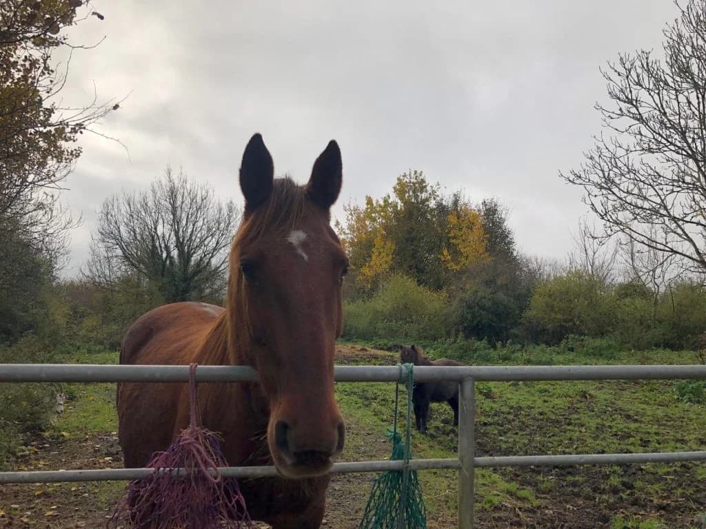 Selma, female Mixed Breed for adoption at Forgotten Horses Ireland, South Galway, Co. Galway