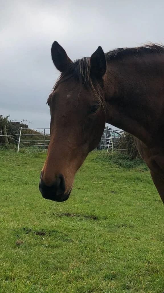 Shirley, female Mixed Breed for adoption at Forgotten Horses Ireland, South Galway, Co. Galway