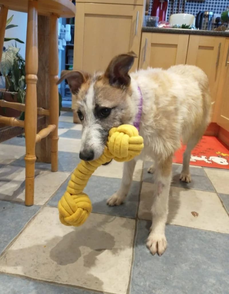 Eve, female 4yo Whippet for adoption at HART Animal Rescue Ireland, Cork