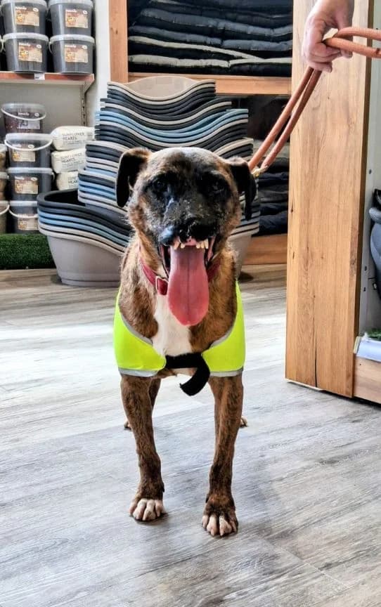 Al, male 6yo mixed breed for adoption at HART Animal Rescue Ireland, Cork