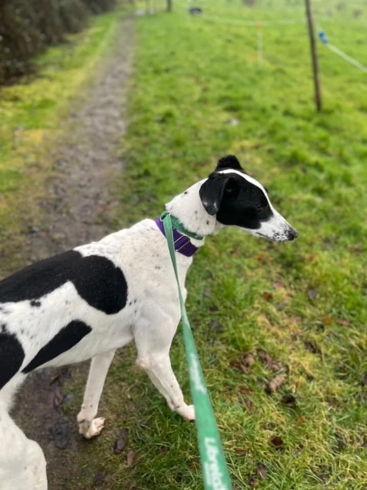 Hastings, male young Lurcher for adoption at HART Animal Rescue Ireland, Cork
