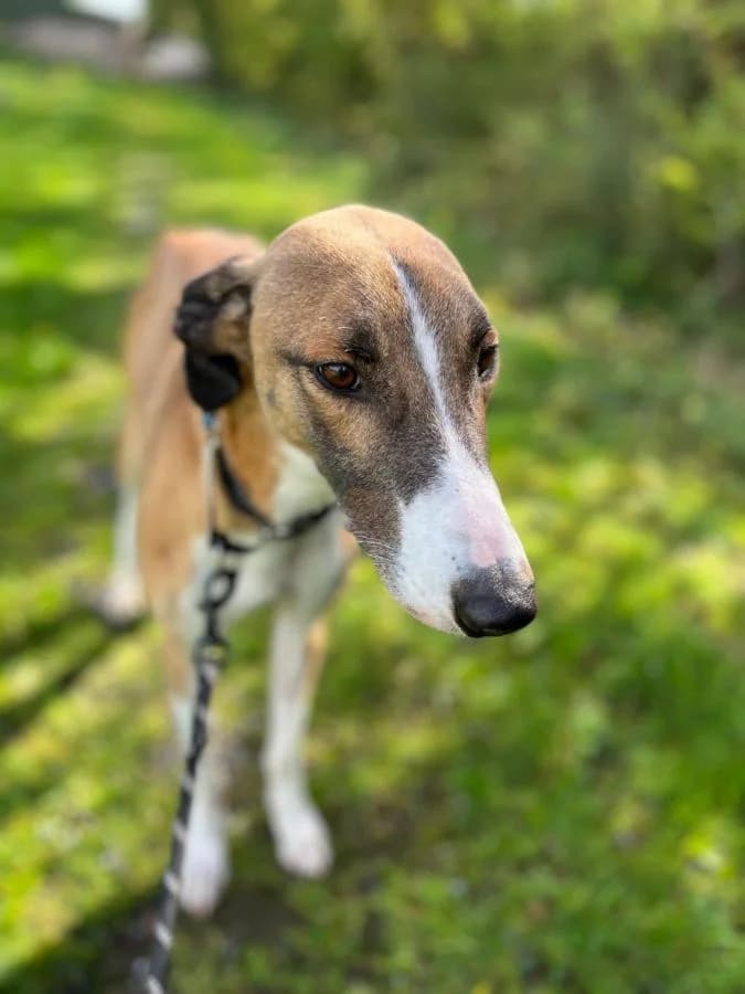 Fiachra, male 4yo Lurcher for adoption at HART Animal Rescue Ireland, Cork