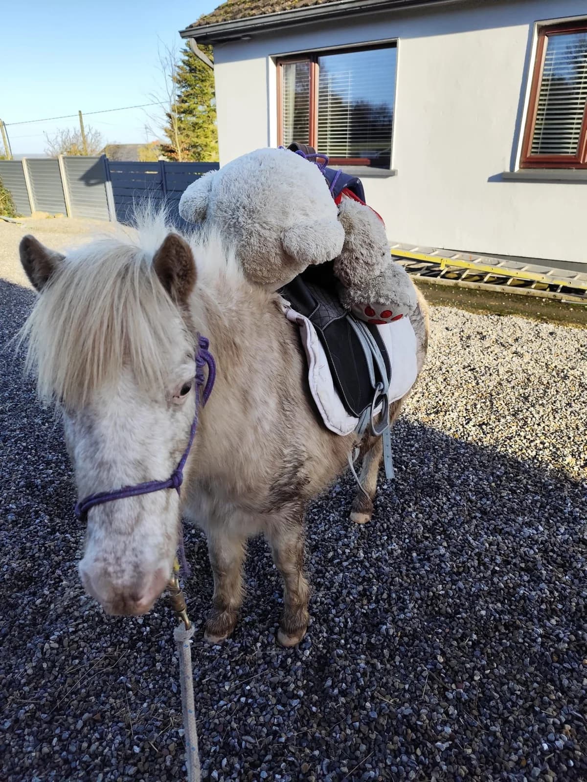 IHRP Lia, Mixed Breed (Irish Horse Rehoming Programme)