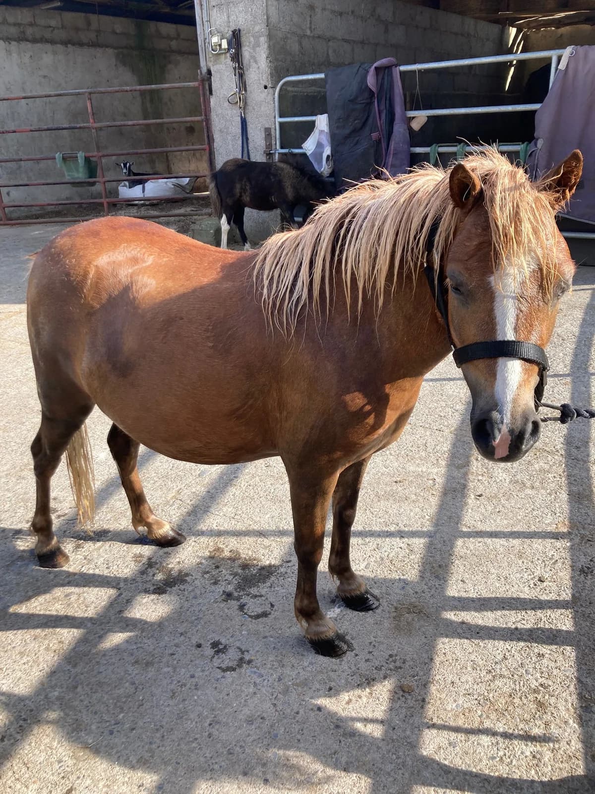 IHRP Lia, male 7yo Mixed Breed for adoption at Irish Horse Rehoming Programme, Bagenalstown, Co. Carlow