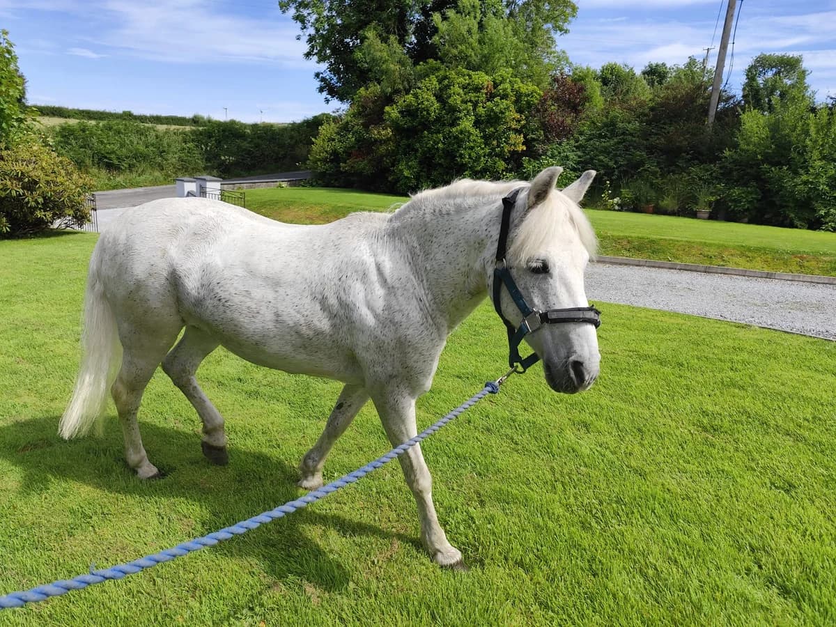 IHRP Suzi, female Mixed Breed for adoption at Irish Horse Rehoming Programme, Bagenalstown, Co. Carlow
