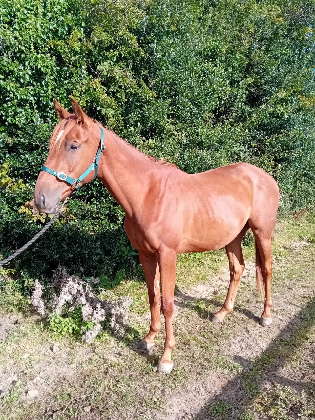 Shane, male mixed breed for adoption at Irish Horse Welfare Trust