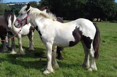Coloured cobs 1 -3 years old,  3yo Mixed Breed for adoption at Irish Horse Welfare Trust, Y14 D283