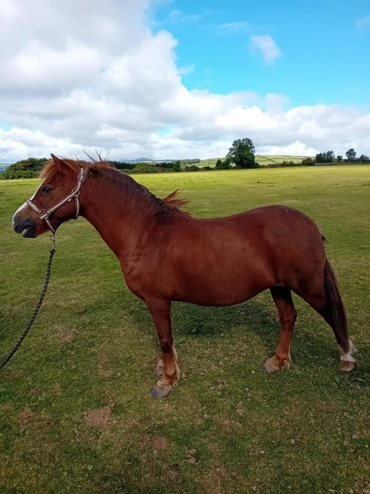Luna, female Mixed Breed for adoption at Irish Horse Welfare Trust