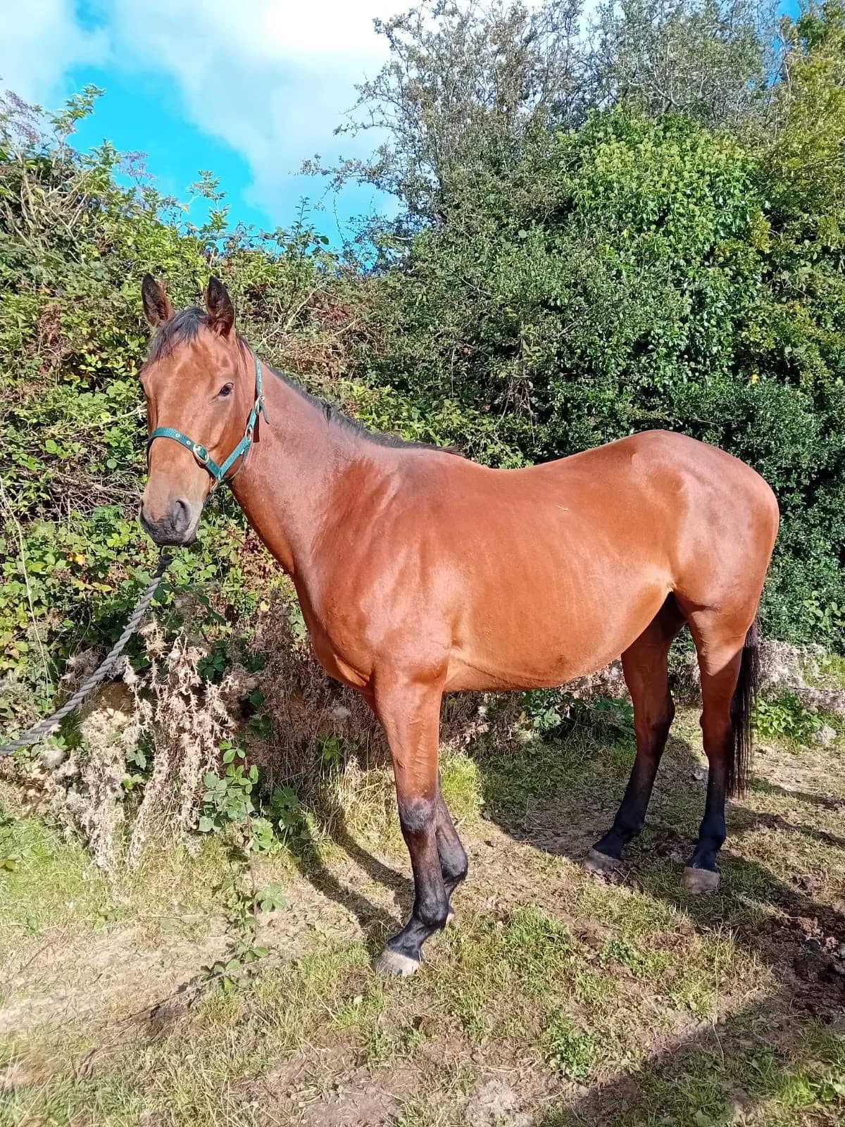 Morgan TB, male 5yo mixed breed for adoption at Irish Horse Welfare Trust, Y14 D283