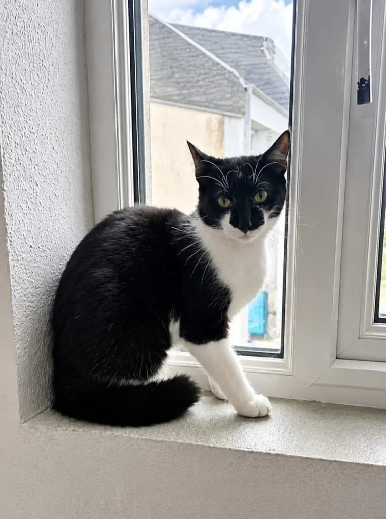 Alice, Mixed Breed Cat (ISPCA)
