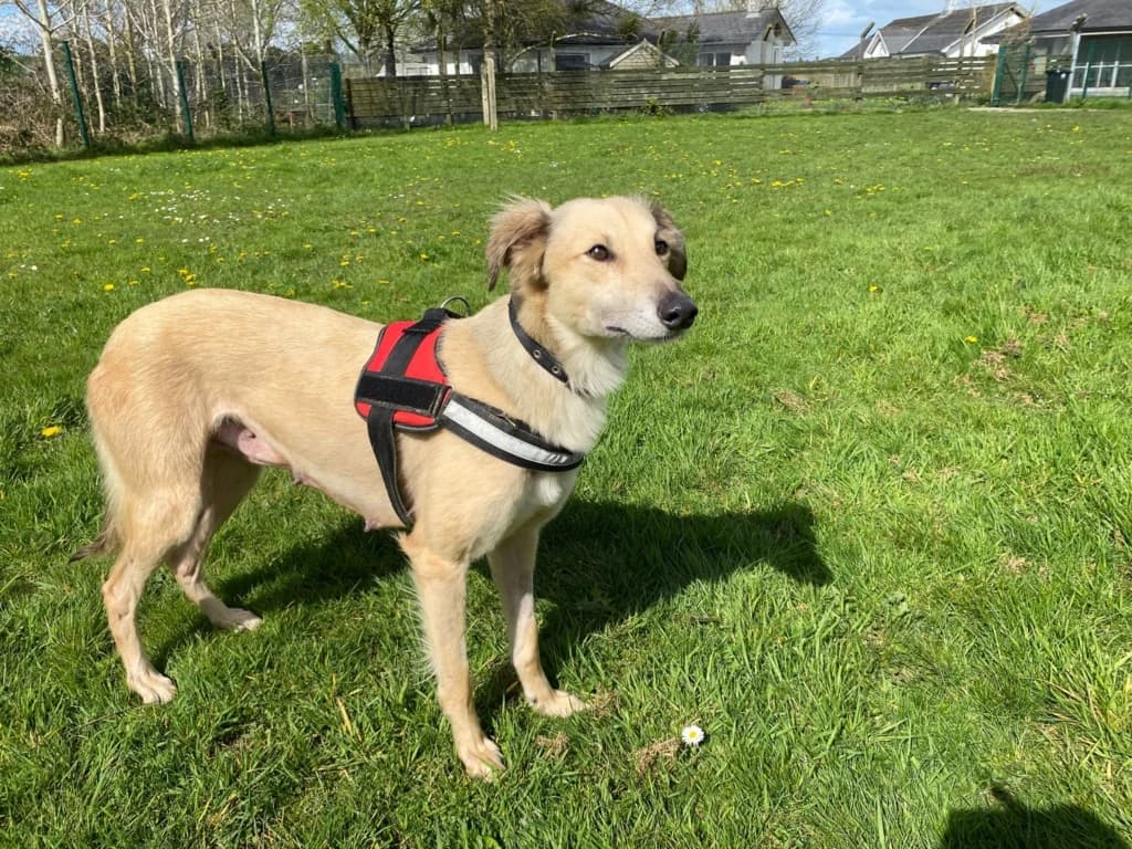 Amber, female Saluki for adoption at ISPCA, Dublin