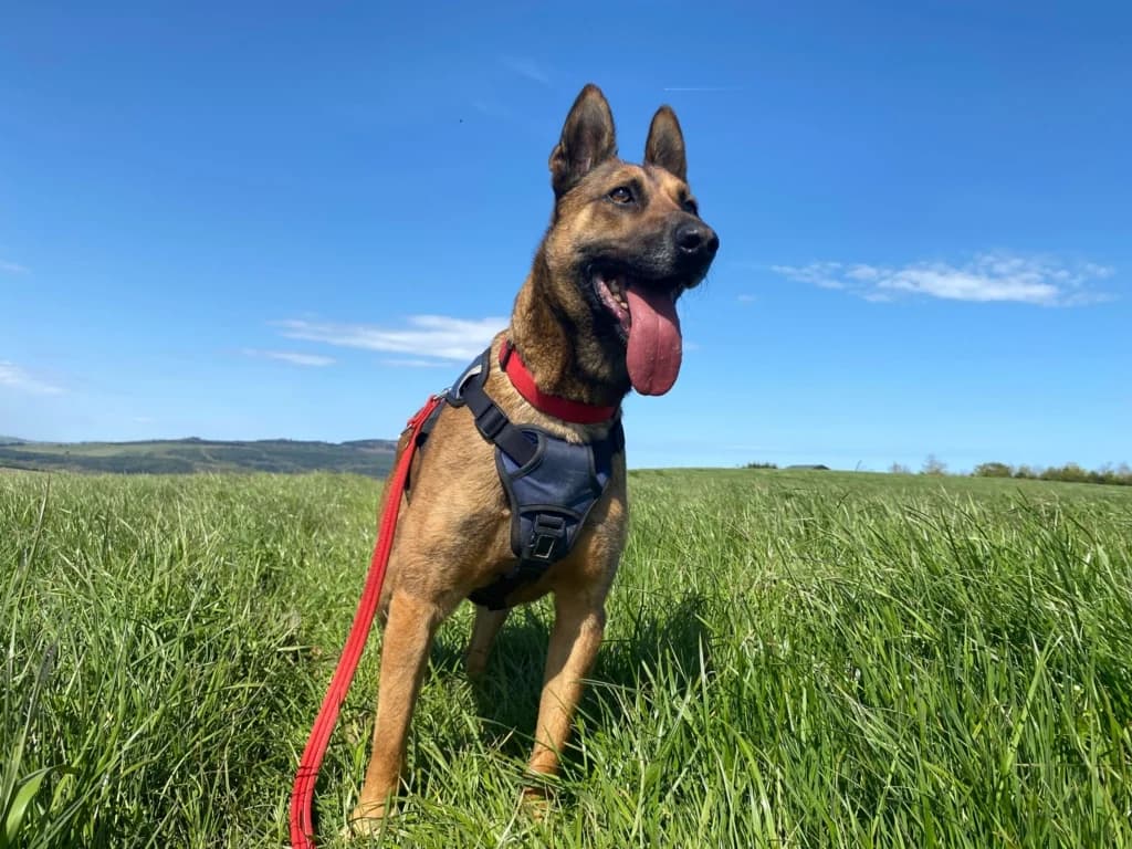 Arlo, male 6yo Belgian Malinois for adoption at ISPCA, Dublin