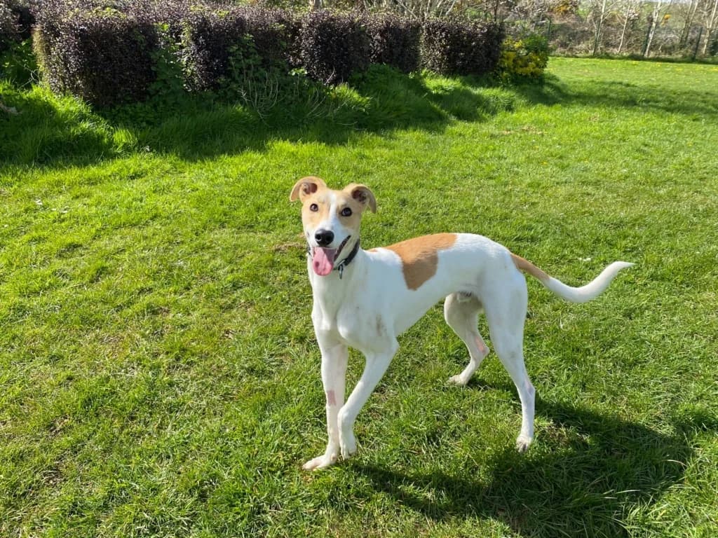 Bear, male Lurcher for adoption at ISPCA, Dublin