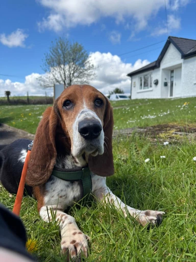 Copper, female Basset Hound for adoption at ISPCA, Dublin