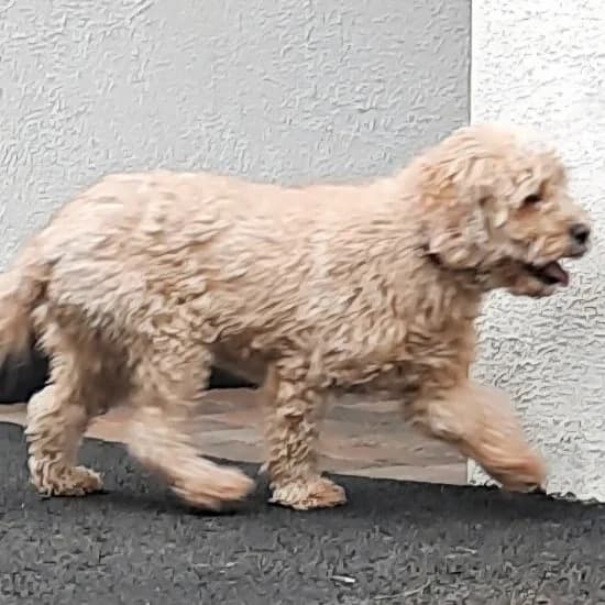 Daisy, female 6yo mixed breed for adoption at ISPCA, Dublin