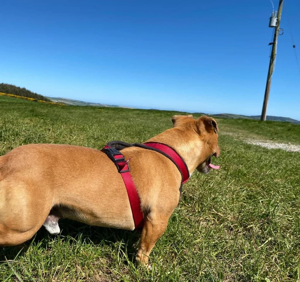 Dave, male 5yo Staffordshire Bull Terrier for adoption at ISPCA, Dublin