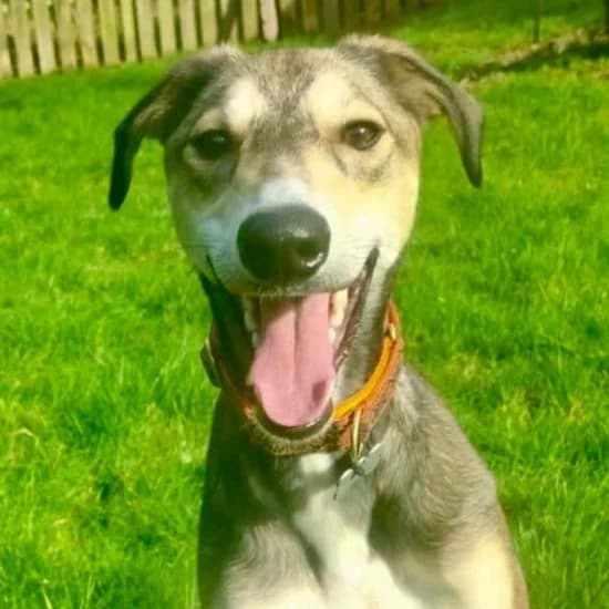 Daxo, male puppy mixed breed for adoption at ISPCA, Dublin