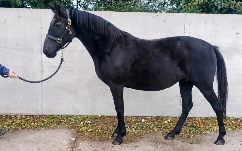 Dottie, female senior mixed breed for adoption at ISPCA, Dublin