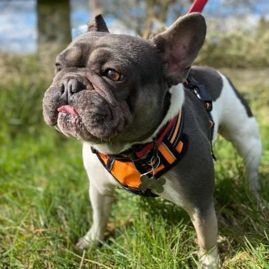 Frankie, male young English Bulldog for adoption at ISPCA, Dublin