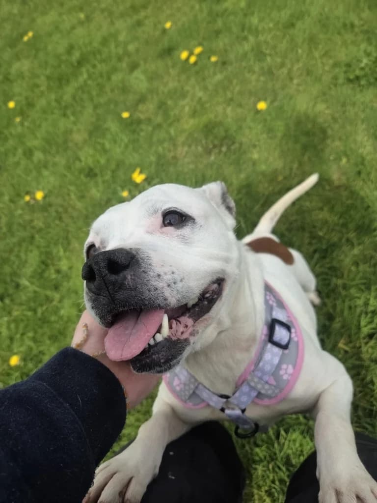 Gizmo, female Staffordshire Bull Terrier for adoption at ISPCA, Dublin