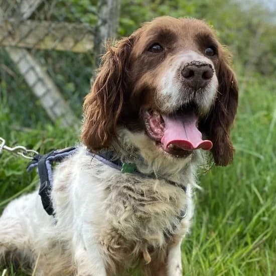 Grouse, male English Springer Spaniel for adoption at ISPCA, Dublin