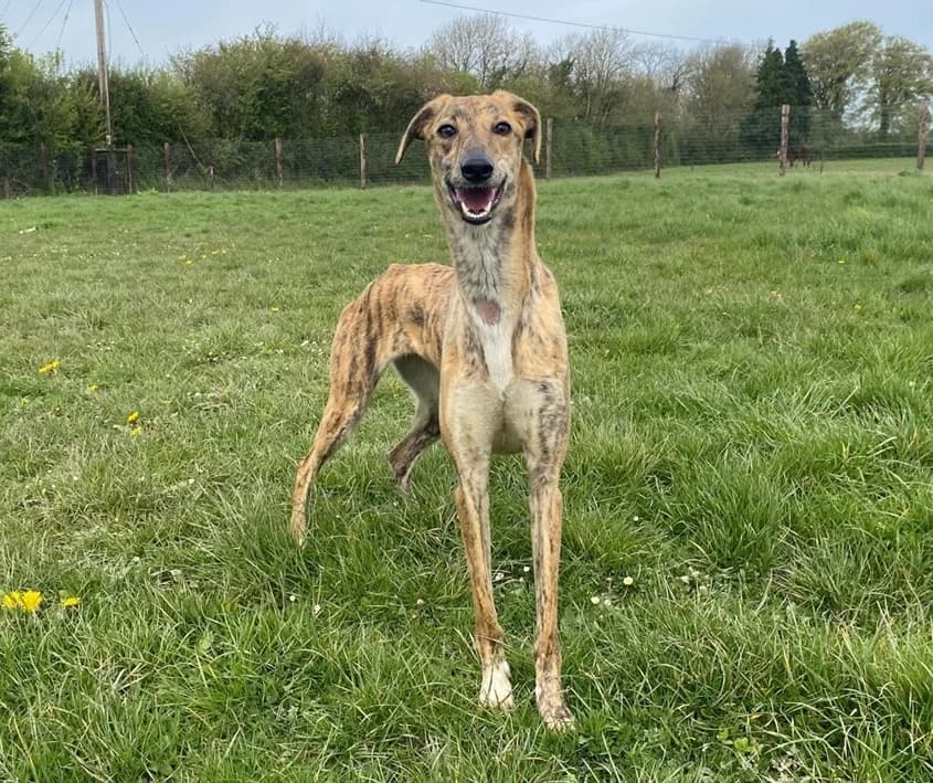 Honey, female young Lurcher for adoption at ISPCA, Dublin