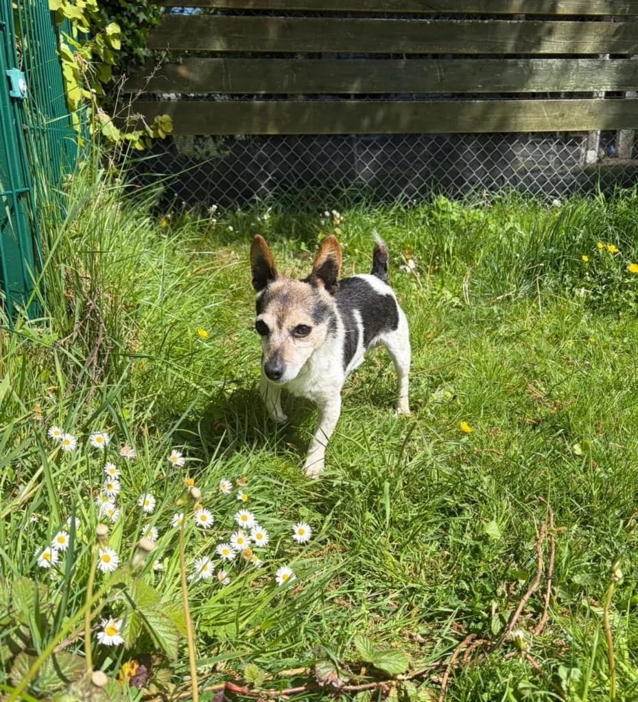 Jack, male senior mixed breed for adoption at ISPCA, Dublin