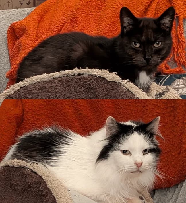 Jamie & Peanut, 7yo mixed breed for adoption at ISPCA, Dublin