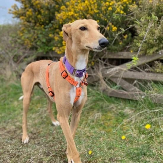 Jasper, male mixed breed for adoption at ISPCA, Dublin