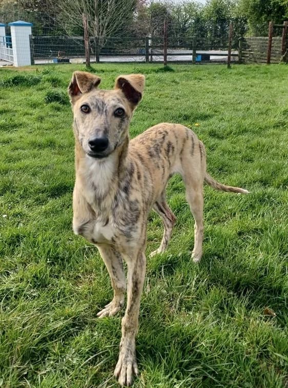 Jasper, male Lurcher for adoption at ISPCA, Dublin
