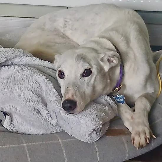 Jess(Lifetime Foster), female senior Lurcher for adoption at ISPCA, Dublin