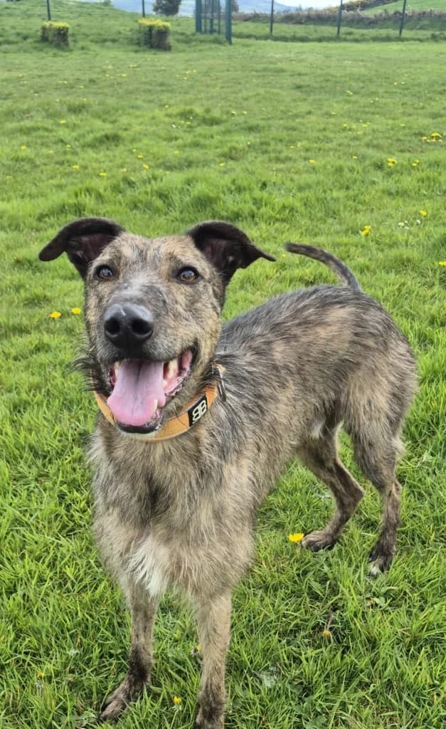 Kai, male young Lurcher for adoption at ISPCA, Dublin