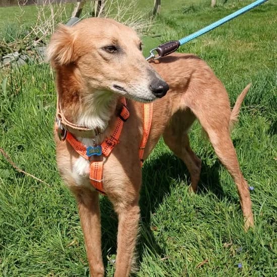 Kimmie, female young Lurcher for adoption at ISPCA, Dublin