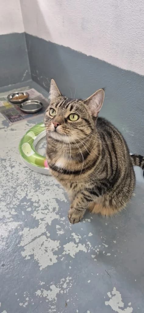 Lara, female 5yo Mixed Breed Cat for adoption at ISPCA, Dublin