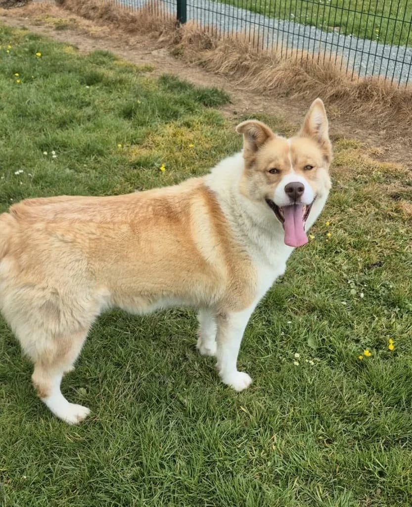 Lily, Husky (ISPCA)