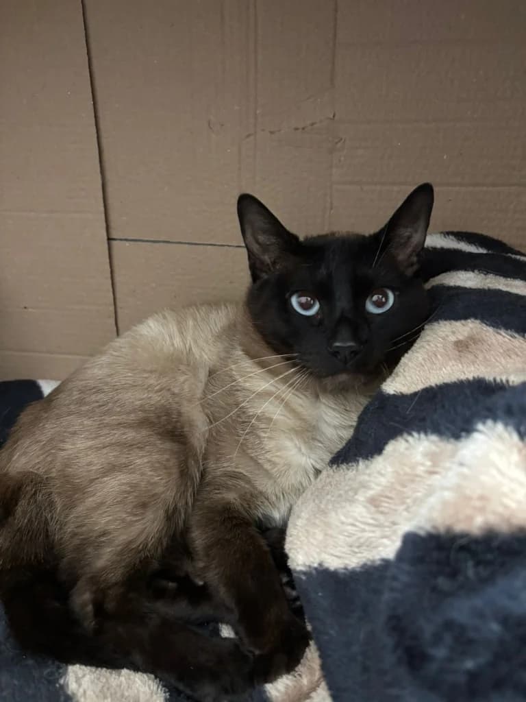 Loki,  (Dunaújváros Ebrendészeti Telep)