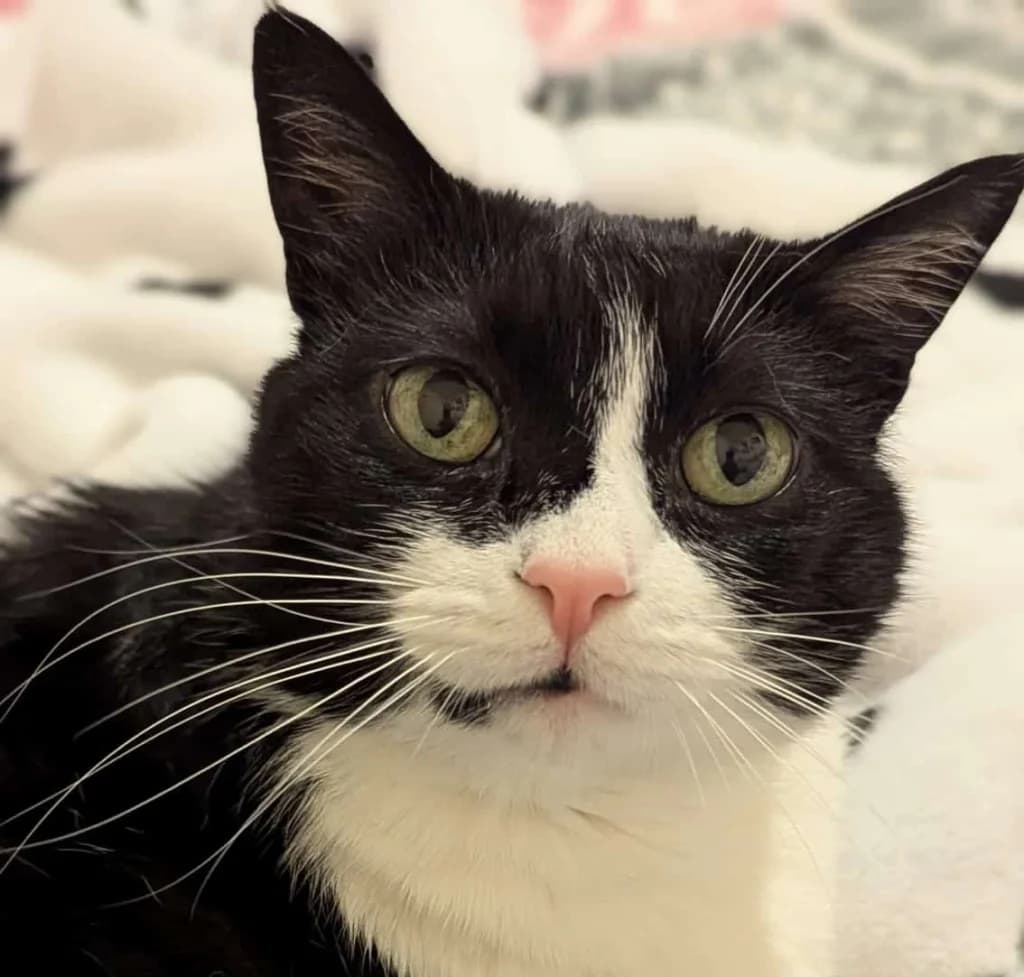 Milo, female senior mixed breed for adoption at ISPCA, Dublin